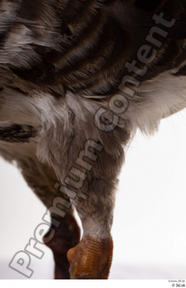Greater white-fronted goose Anser albifrons leg 0001.jpg